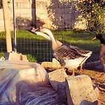 Campsite Agricampeggio Tenuta Ferrario *