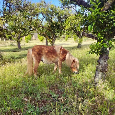 Agricampeggio Tenuta Ferrario 캠프장