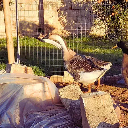 Kemping Agricampeggio Tenuta Ferrario *