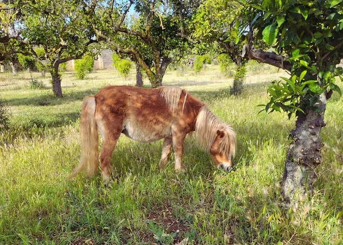 Agricampeggio Tenuta Ferrario Camping