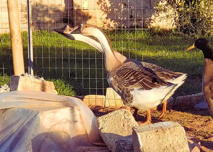 Camping Agricampeggio Tenuta Ferrario *